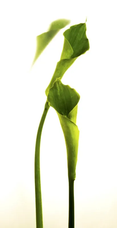 Familia: ARACEAE / Especie: Zantedeschia x hibrido / Nombre comn: Cala Csar David Martnez