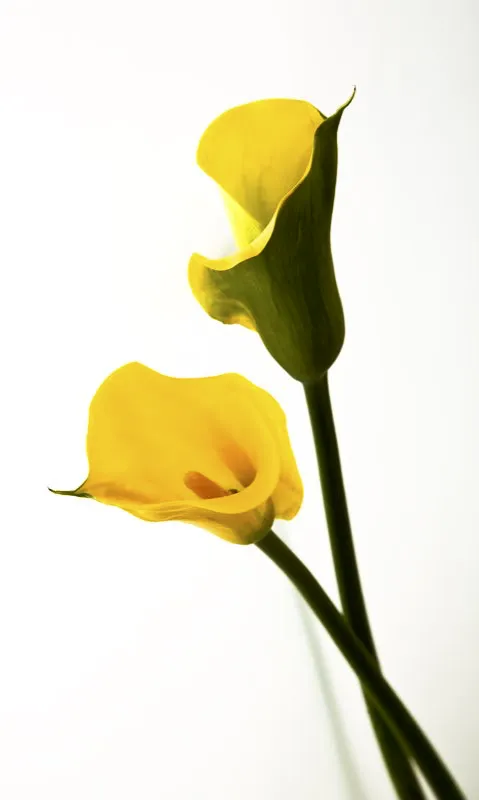 Familia: ARACEAE / Especie: Zantedeschia elliottiana  / Nombre comn: Cala Csar David Martnez