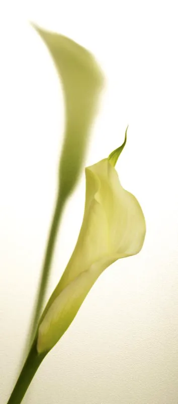 Familia: ARACEAE / Especie: Zantedeschia x hibrido / Nombre comn: Cala Csar David Martnez