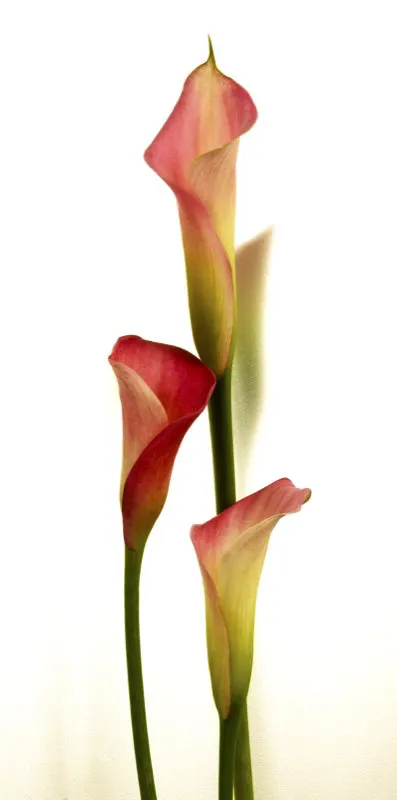 Familia: ARACEAE / Especie: Zantedeschia rehmannii / Nombre comn: Cala Csar David Martnez