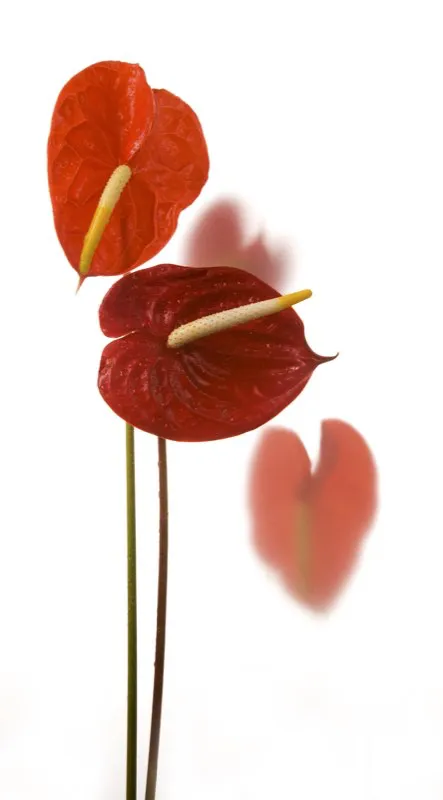 Familia: ARACEAE / Especie: Anthurium andreanum / Nombre comn: Anturio Csar David Martnez