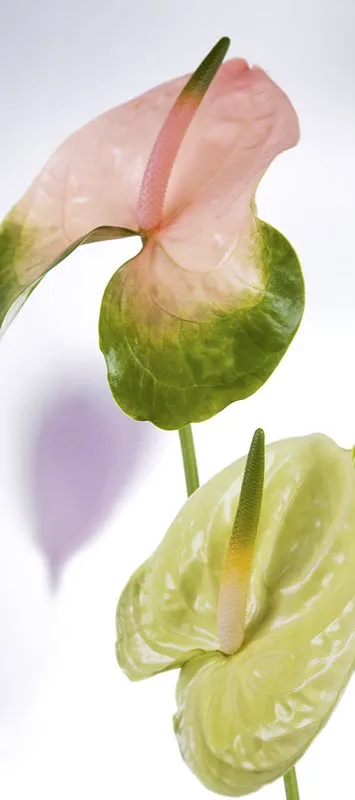 Familia: ARACEAE / Especie: Anthurium andreanum / Nombre comn: Obake, Cuba Csar David Martnez