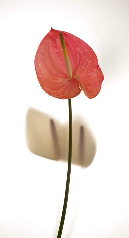 Familia: ARACEAE / Especie: Anthurium andreanum  / Nombre comn: Anturio Csar David Martnez