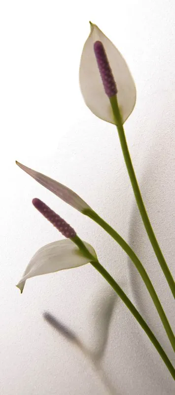 Familia: ARACEAE / Especie: Anthurium sp. / Nombre comn: Anturio Csar David Martnez