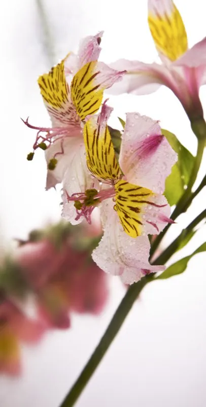 Familia: ALSTROEMERIACEAE / Especie: Alstroemeria x hibrido / Nombre comn: Astromelia Csar David Martnez