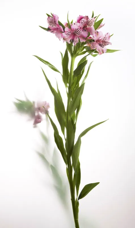 Familia: ALSTROEMERIACEAE / Especie: Alstroemeria x hibrido / Nombre comn: Astromelia Csar David Martnez