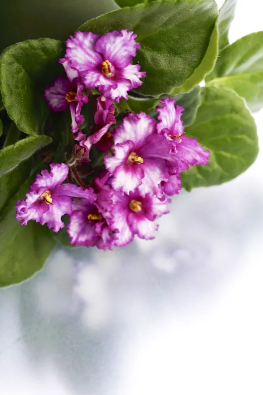 Familia: GESNERIACEAE / Especie: Saintpaulia ionantha / Nombre común: Violeta africana César David Martínez