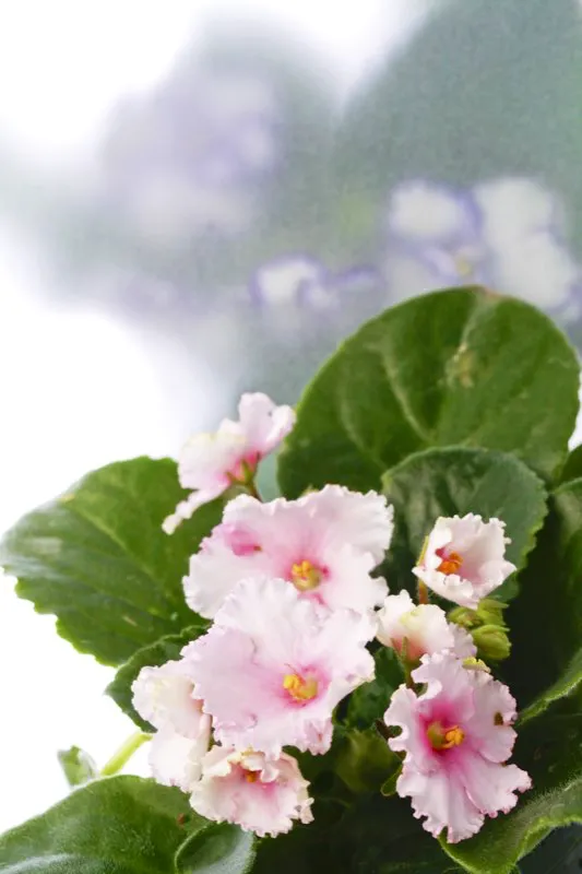Familia: GESNERIACEAE / Especie: Saintpaulia ionantha / Nombre común: Violeta africana César David Martínez
