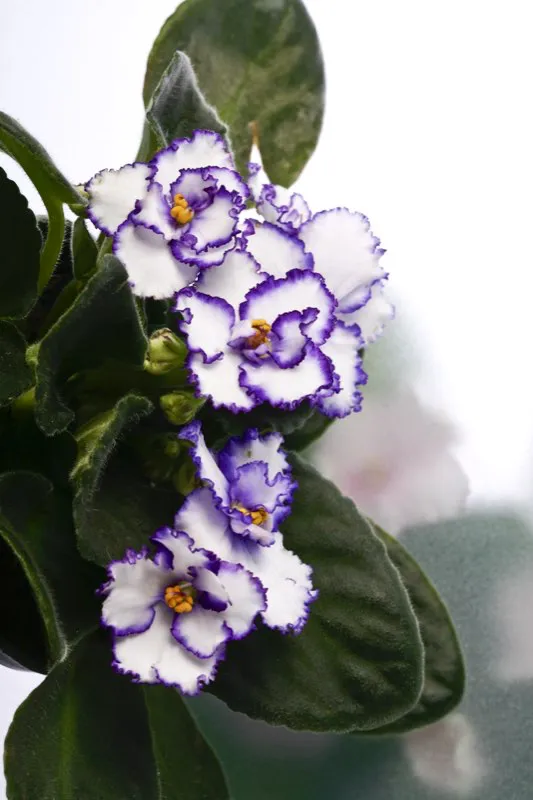 Familia: GESNERIACEAE / Especie: Saintpaulia ionantha / Nombre común: Violeta africana César David Martínez
