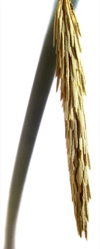 Familia: ARECACEAE / Especie: Archontophoenix cunninghamiana / Nombre comn: Payanesa Csar David Martnez