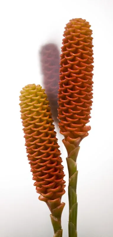 Familia: ZINGIBERACEAE / Especie: Zingiber spectabile / Nombre comn: Maracas
 Csar David Martnez
