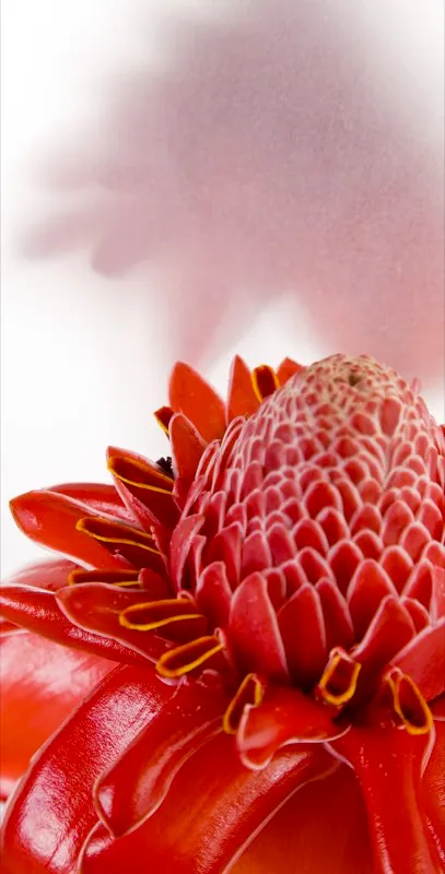 Familia: ZINGIBERACEAE / Especie: Etlingera elatior / Nombre comn: Bastn del emperador Csar David Martnez
