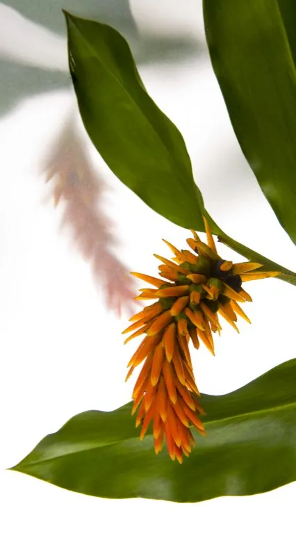 Familia: ZINGIBERACEAE / Especie: Renealmia cernua Csar David Martnez