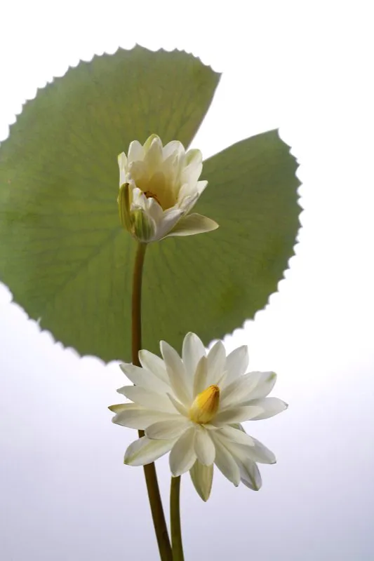 Familia: NYMPHAEACEAE / Especie: Nymphaea x hibrido / Nombre comn: Nenfar virginia Csar David Martnez