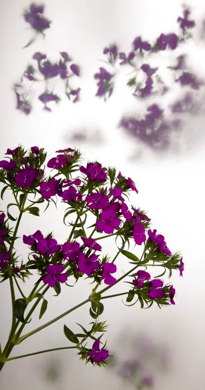 Familia: CARYOPHYLLACEAE / Especie: Dianthus Amazon / Nombre comn: Clavellina Csar David Martnez
