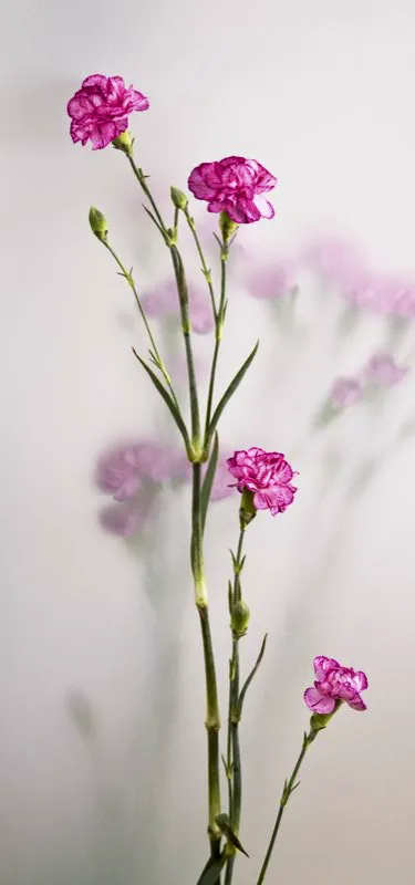 Familia: CARYOPHYLLACEAE / Especie: Dianthus caryophyllus / Nombre comn: Clavel Csar David Martnez