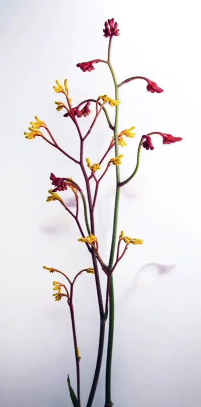 Familia: CONOSTYLIDACEAE / Especie: Anigozanthus rufa, A. flava / Nombre comn: Pata de Canguro Csar David Martnez