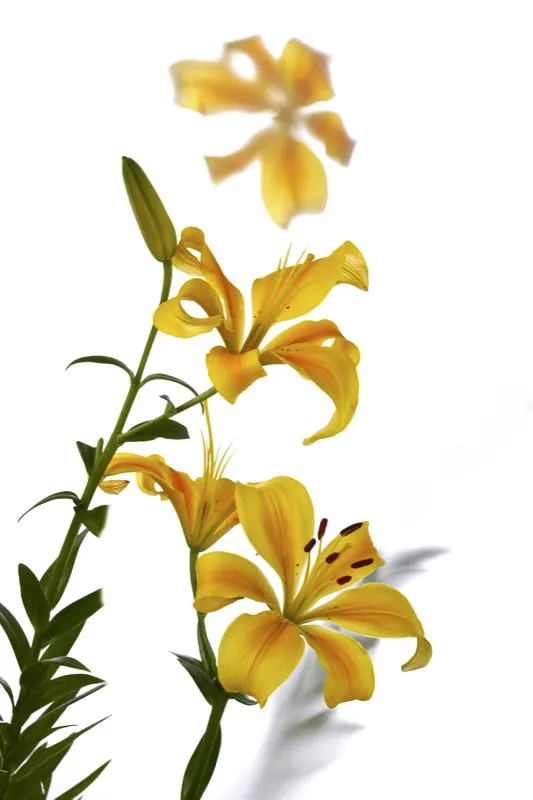 Familia: LILIACEAE / Especie: Lilium pumilum / Nombre común: Lirio César David Martínez