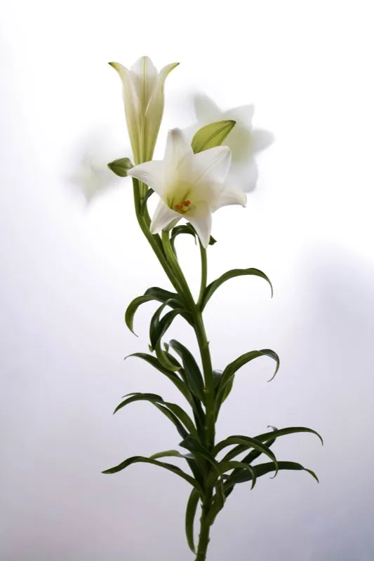 Familia: LILIACEAE / Especie: Lilium candidum / Nombre común: Azucena César David Martínez