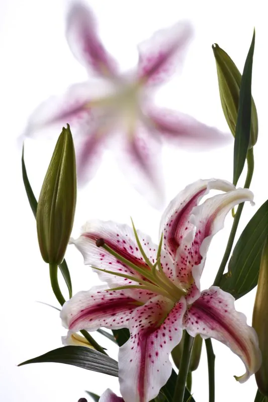 Familia: LILIACEAE / Especie: Lilium speciosum / Nombre común: Lirio
César David Martínez