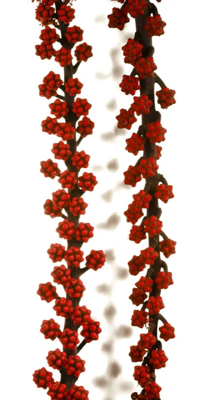 Familia: ARALIACEAE / Especie: Schefflera actinophylla / Nombre comn: Cheflera Csar David Martnez