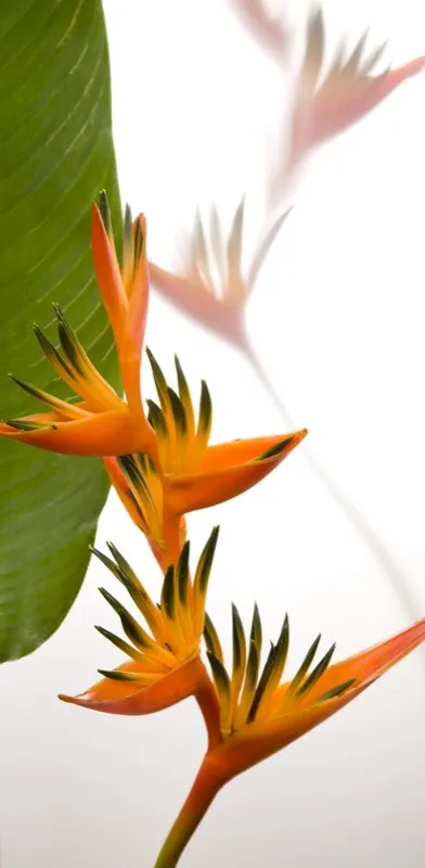 Familia: HELICONIACEAE / Especie: Heliconia x hibrido / Nombre comn: Guyana
 Csar David Martnez