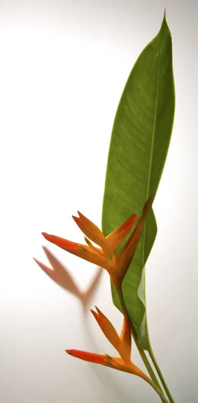 Familia: HELICONIACEAE / Especie: Heliconia x hibrido / Nombre comn: Fire Opal Csar David Martnez
