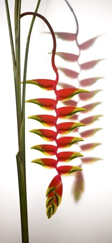 Familia: HELICONIACEAE / Especie: Heliconia rostrata / Nombre comn: Platanillo
 Csar David Martnez