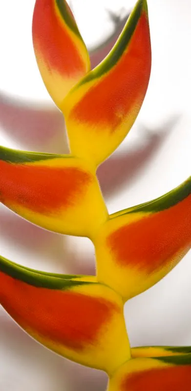 Familia: HELICONIACEAE / Especie: Heliconia orthotricha
  Csar David Martnez