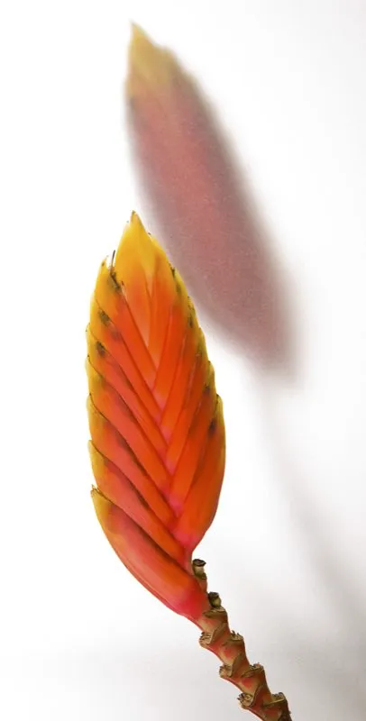 Familia: HELICONIACEAE / Especie: Heliconia episcopalis / Nombre comn: Platanillo
 Csar David Martnez