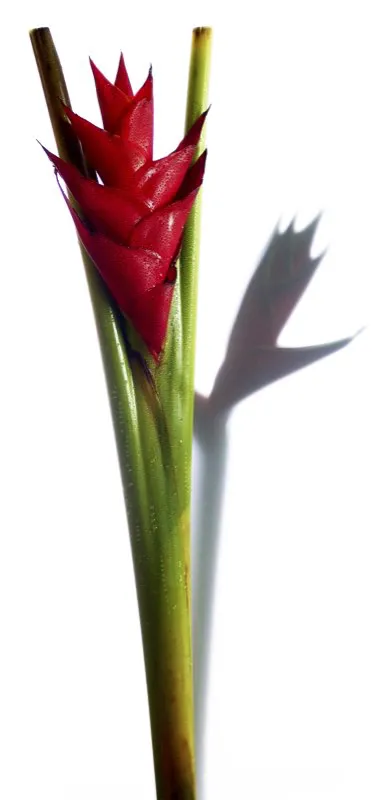 Familia: HELICONIACEAE / Especie: Heliconia caribaea / Nombre comn: Atropurpurea Csar David Martnez