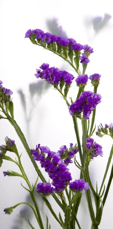 Familia: PLUMBAGINACEAE / Especie: Limonium sinuatum / Nombre común: Statice César David Martínez