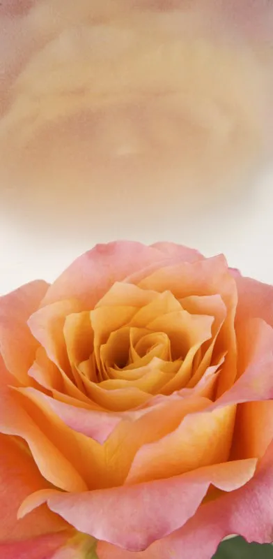 Familia: ROSACEAE / Especie: Rosa Free Spirit Tan 4372
 Csar David Martnez