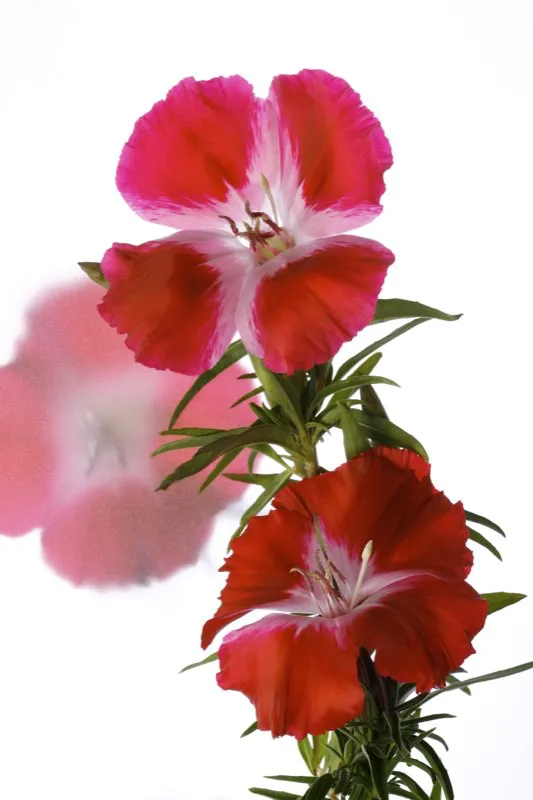 Familia: ONAGRACEAE / Especie: Godetia grandiflora / Nombre comn: Godetia Csar David Martnez