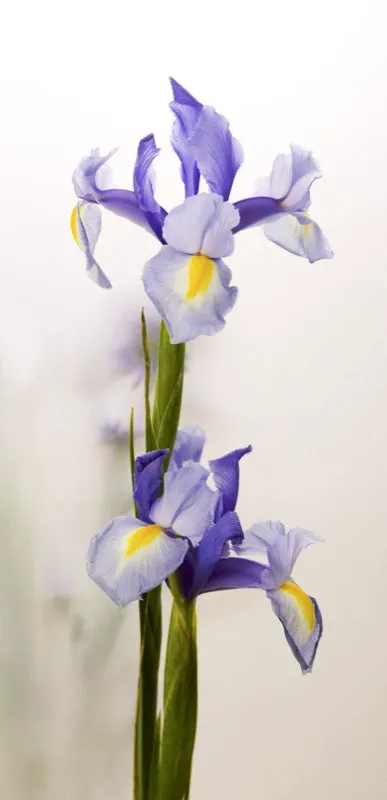 Familia: IRIDACEAE / Especie: Iris x hibrido / Nombre común: Iris español
César David Martínez