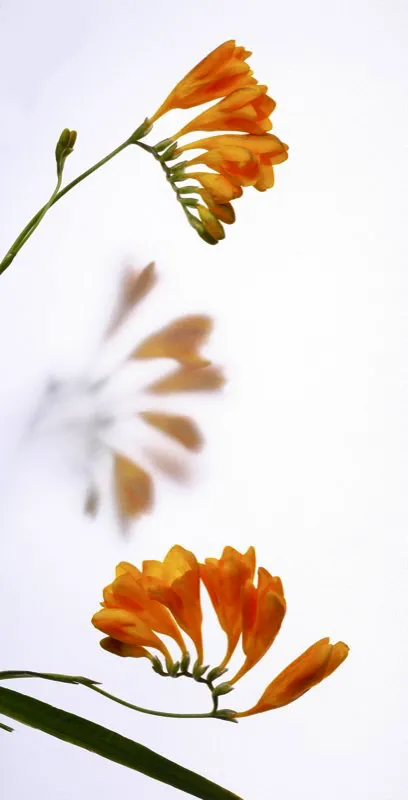 Familia: IRIDACEAE / Especie: Freesia refracta / Nombre común: Fresia
César David Martínez