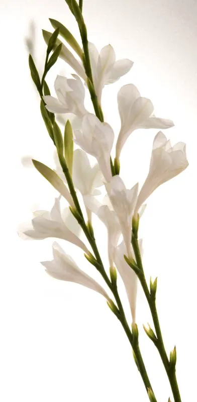Familia: IRIDACEAE / Especie: Watsonia pyramidata / Nombre común: Watsonia César David Martínez