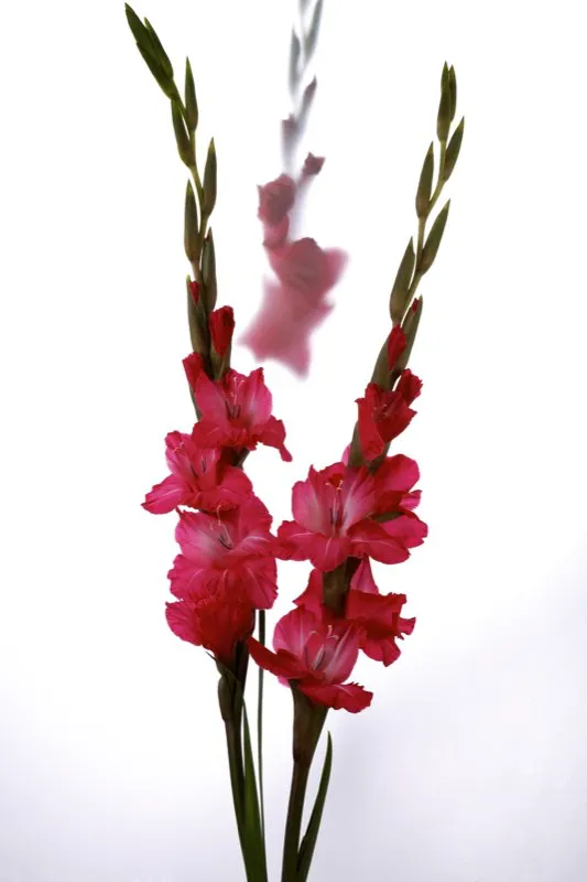 Familia: IRIDACEAE / Especie: Gladiolus x hortulanus / Nombre común: Gladiolo
César David Martínez