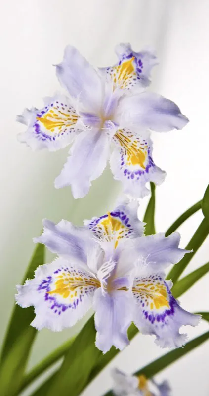 Familia: IRIDACEAE / Especie: Iris x hybrido / Nombre común: Iris
César David Martínez