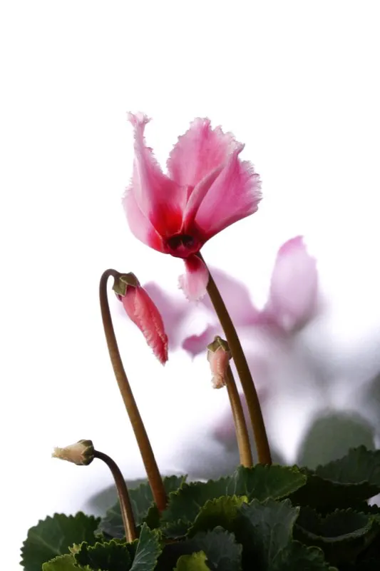Familia: PRIMULACEAE / Especie: Cyclamen persicum / Nombre común: Violeta de los Alpes César David Martínez