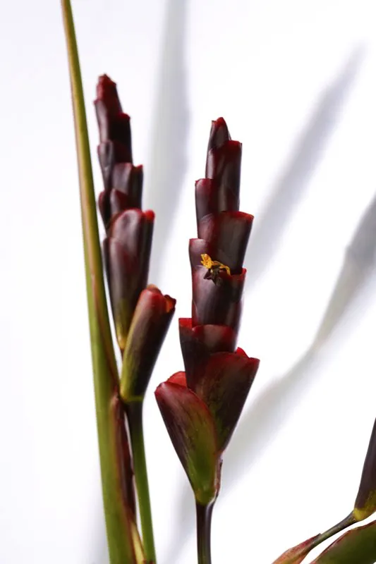 Familia: MARANTACEAE / Especie: Calathea lutea / Nombre comn: Bihao Csar David Martnez