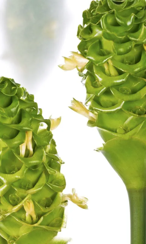 Familia: MARANTACEAE / Especie: Calathea burle-marxii / Nombre comn: Calatea Csar David Martnez