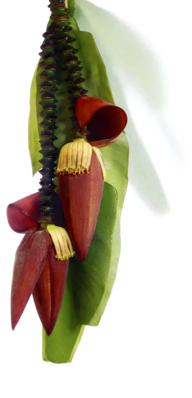 Familia: MUSACEAE / Especie: Musa acuminata x balbisiana / Nombre común: Banano
César David Martínez