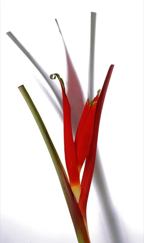 Familia: MUSACEAE / Especie: Musa coccinea / Nombre común: Antorcha roja César David Martínez