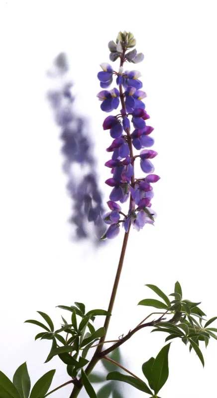 Familia: FABACEAE / Especie: Lupinus meridanus / Nombre comn: Lupino
 Csar David Martnez