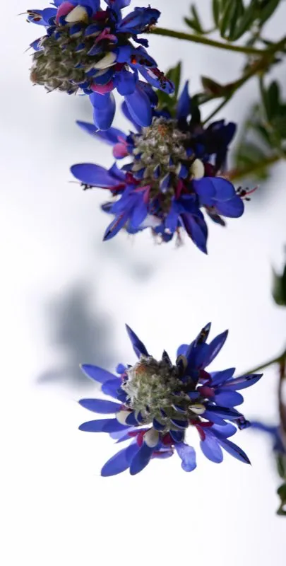 Familia: FABACEAE / Especie: Dalea coerulea  / Nombre comn: Chiripique
 
 Csar David Martnez