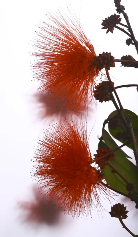 Familia: FABACEAE / Especie: Calliandra carbonaria / Nombre comn: Carbonero 
 
 Csar David Martnez