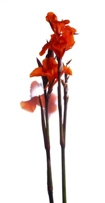Familia: CANNACEAE / Especie: Canna generalis / Nombre comn: Capacho 
 Csar David Martnez