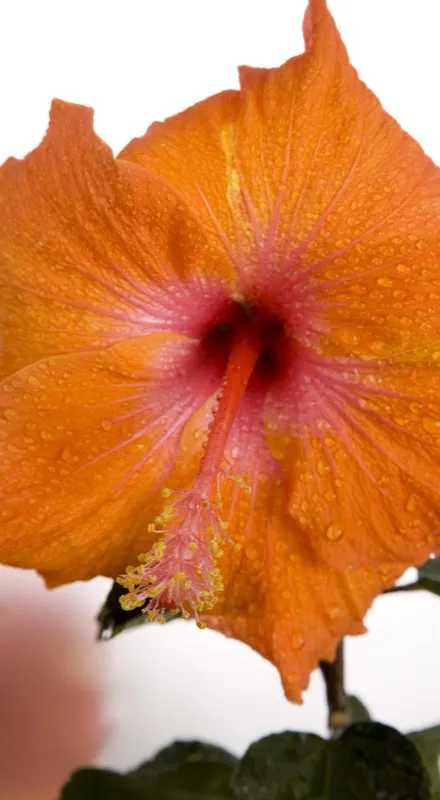 Familia: MALVACEAE / Especie: Hibiscus rosa-sinensis / Nombre común: Cayeno
César David Martínez