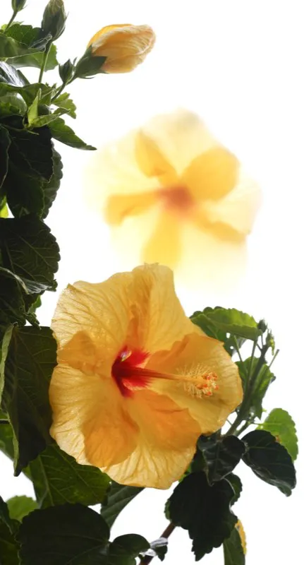 Familia: MALVACEAE / Especie: Hibiscus rosa-sinensis / Nombre común: Cayeno
César David Martínez